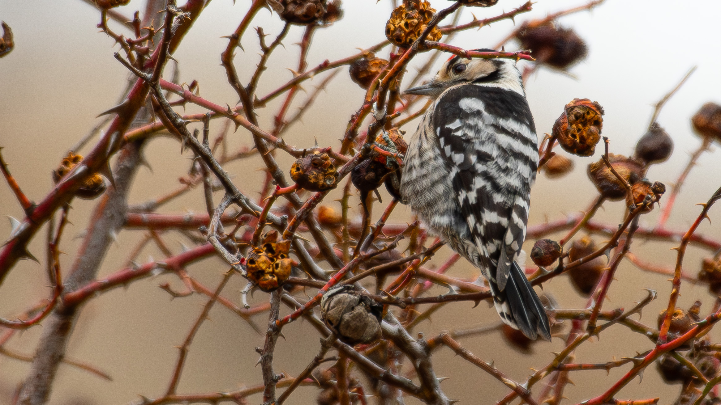 Lesser Spotted Woodpecker